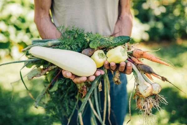 新鮮な有機野菜を持つ庭師 — ストック写真