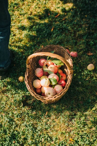 Frische Äpfel Korb — Stockfoto