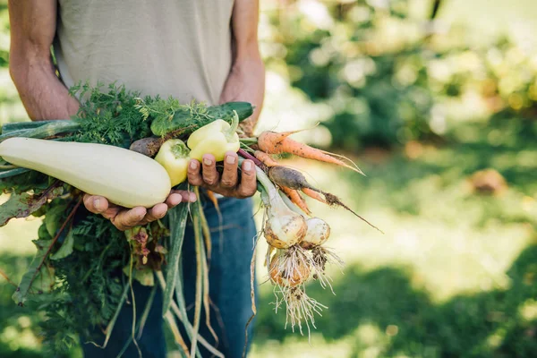 存放新鲜蔬菜的园艺师 — 图库照片