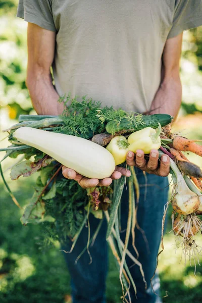 Jardinero Sosteniendo Verduras Frescas — Foto de Stock