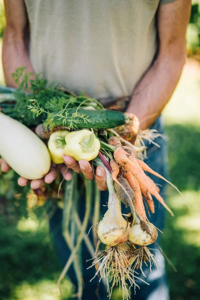 Jardineiro Com Legumes Frescos — Fotografia de Stock