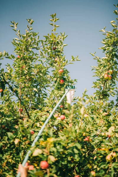 Picking Apples Apple Picker — Stock Photo, Image