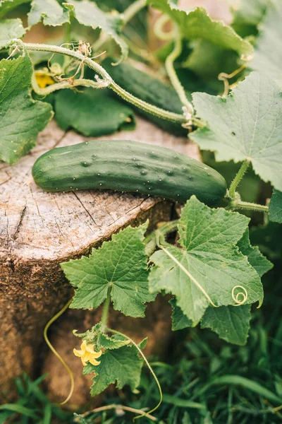 Gurkenpflanze Gemüsegarten — Stockfoto