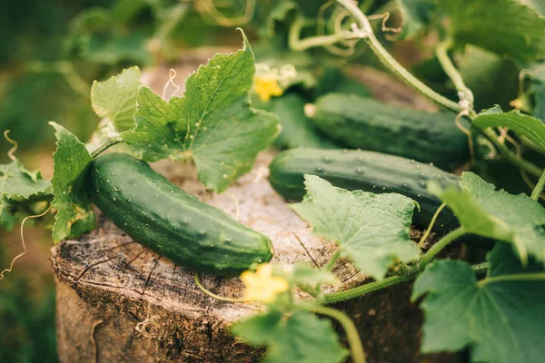 Gurkenpflanze Gemüsegarten — Stockfoto