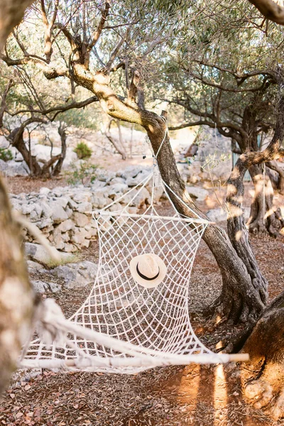 Hammock Plantație Măsline — Fotografie, imagine de stoc