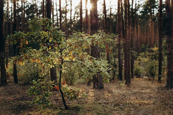 Las Jesienią Zachodem Słońca — Zdjęcie stockowe