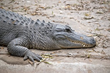 Bu bir timsahın yakın çekimi.