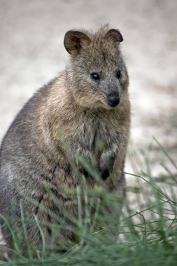 quokka arka ayakları üzerinde duran
