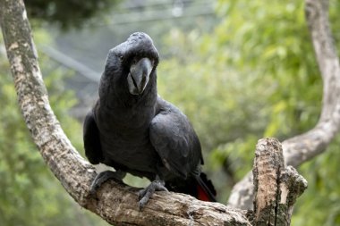 Kırmızı kuyruklu Kakadu dal şey