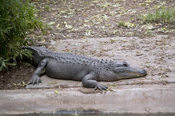 Est Une Vue Sde Alligator Américain — Photo