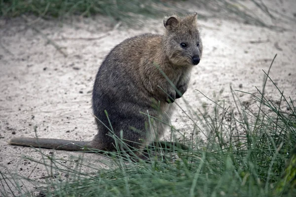 Quokka Staande Zijn Achterpoten — Stockfoto