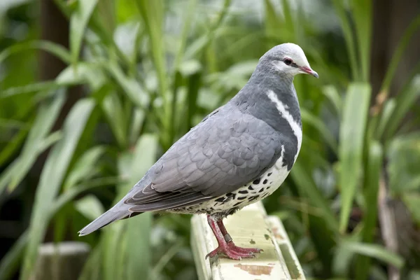 Dit Een Zijaanzicht Van Een Duif Wonga — Stockfoto