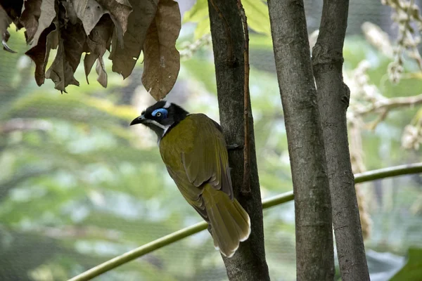 Bir Mavi Yüzlü Honeyeater Indi Onn Bir Ağaç Olduğunu — Stok fotoğraf