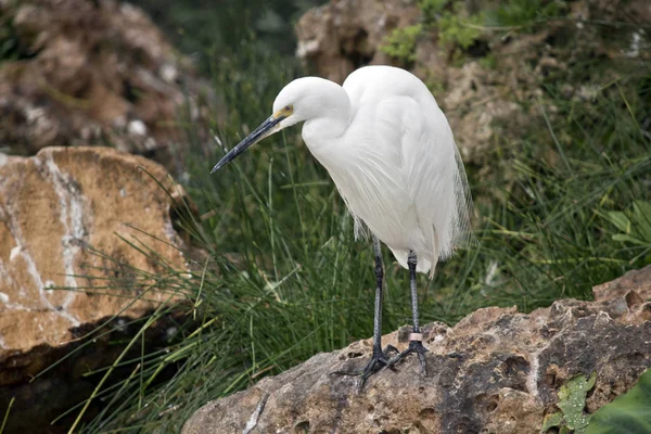 Der Seidenreiher Steht Auf Einem Felsen Auf Der Suche Nach — Stockfoto