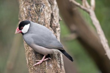 Bu bir java serçe yan görülmektedir