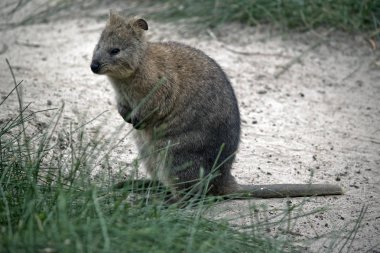 quokka arka ayakları üzerinde duran
