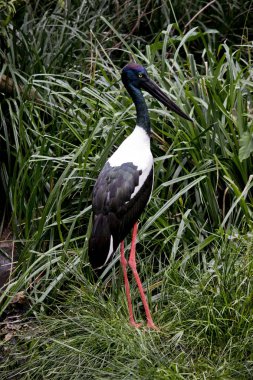 siyah boyunlu leylek uzun otların arasında olduğunu