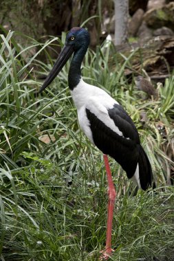 siyah boyunlu leylek uzun otların arasında olduğunu