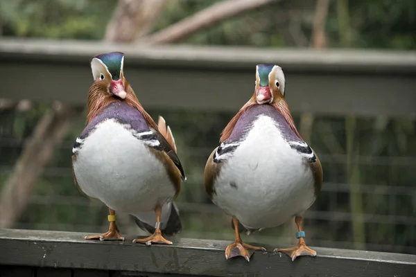 Los Dos Patos Mandarina Están Pie Una Valla — Foto de Stock