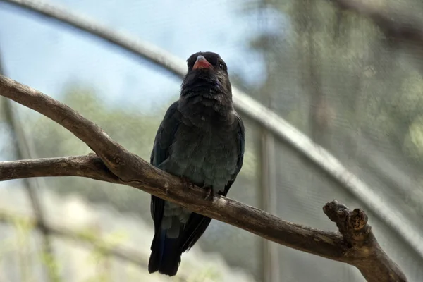 ドル鳥が木に腰掛けています — ストック写真