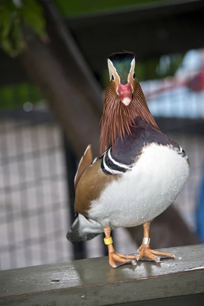 Canard Mandarine Tient Debout Sur Une Clôture — Photo