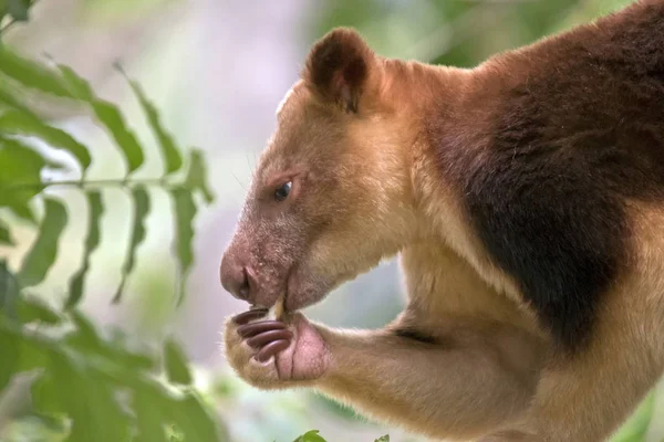 Detta Nära Upp Ett Träd Kangaroo Äta — Stockfoto