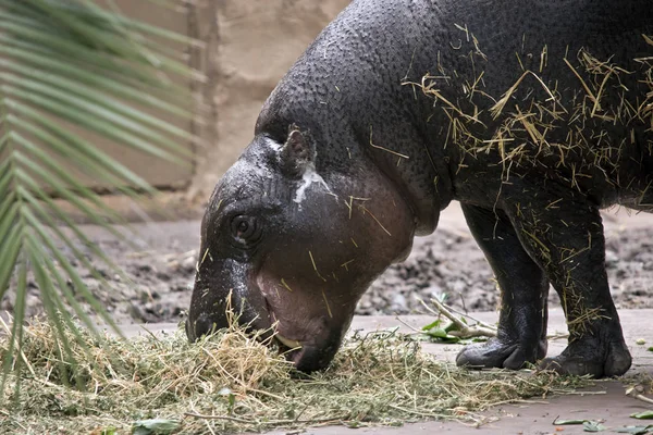 this is a close up of a pygmy hippo eating hay