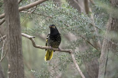 regent bal yiyen küçük bir çalı üzerinde tünemiş