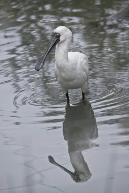 mükemmel bir yansıması ile bir havuzda Royal kaşıkçı (kuş) olduğunu