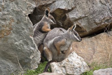 Annesi ve onun joey sarı ayaklı rock wallabies buzlu vardır