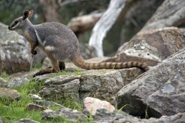 o sarı ayaklı rock wallaby yan görülmektedir