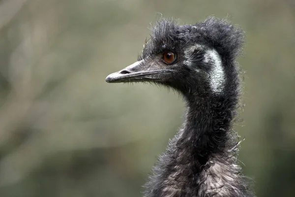 Isa Close Australian Emu — Stock Photo, Image