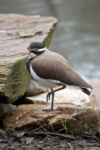 Banded Lapwing Standing One Leg — Stock Photo, Image