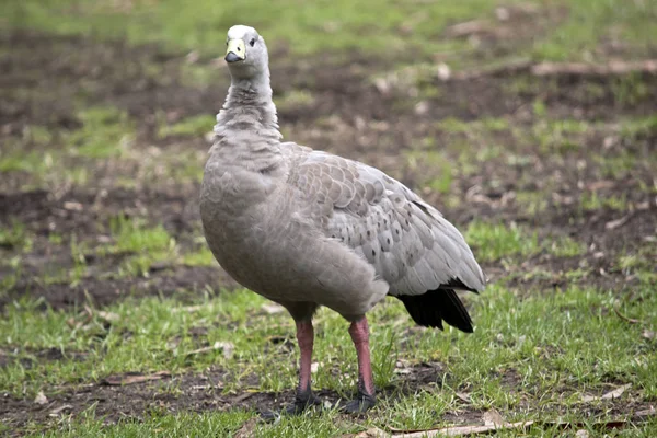 Cape Barren Goose Marche Travers Champ Recherche Nourriture — Photo