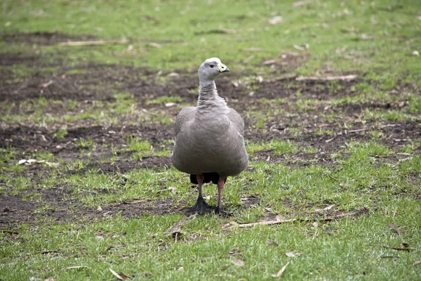 Cape Barren Goose Marche Travers Champ Recherche Nourriture — Photo