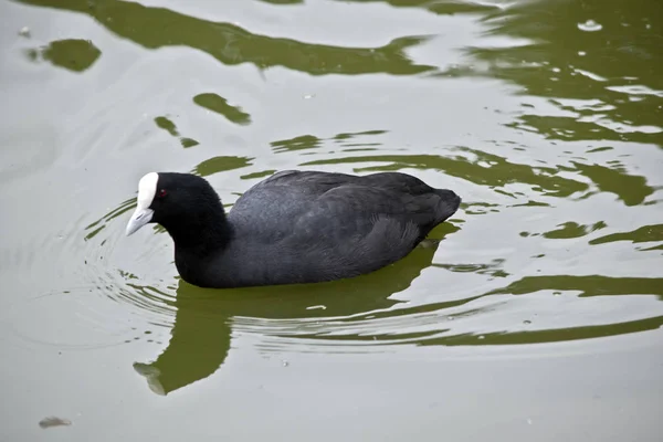 Esta Uma Visão Sde Coot Eurasiático — Fotografia de Stock