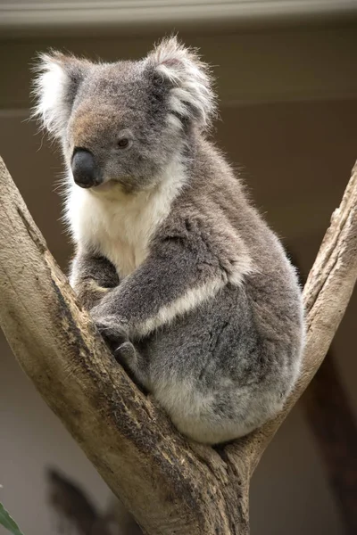 澳大利亚考拉坐在树桩上 — 图库照片