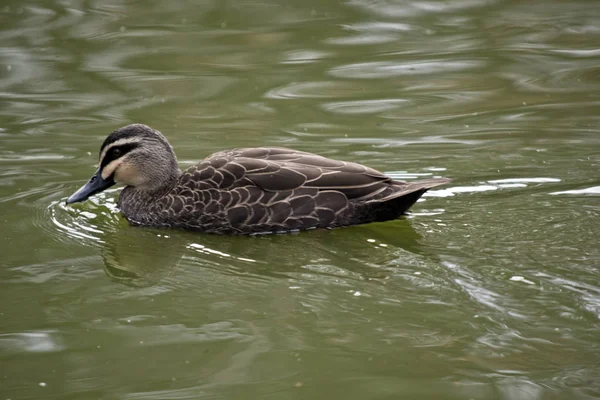 Dies Ist Eine Sde Ansicht Einer Pazifischen Schwarzen Ente — Stockfoto