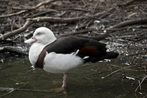 Dies Ist Eine Sde Ansicht Einer Radjah Ente — Stockfoto