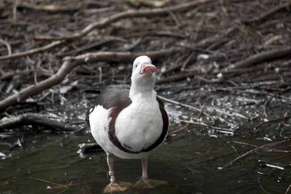 Pato Ragjah Está Pairar Numa Lagoa Rasa — Fotografia de Stock