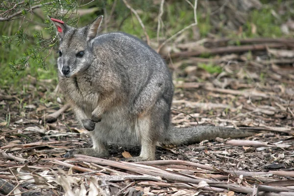 Tammar Wallaby 음식에 — 스톡 사진