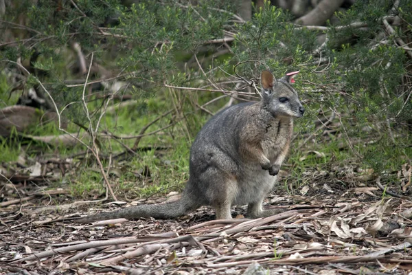 Erzsebet Wallaby Ételt Bozót Keres — Stock Fotó