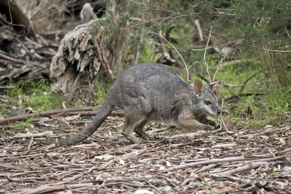 Tammarwallabie Zoek Naar Voedsel Scrub — Stockfoto