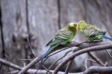 parakeets bir bush öpüşme