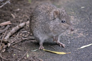 uzun burun potoroo yakın bu