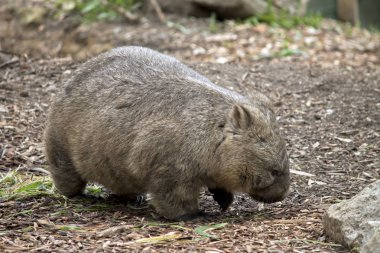 Bu Kıllı burunlu wombat sde görülmektedir