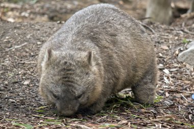 Kıllı burunlu wombat yaprakları yiyor
