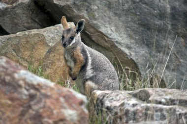 Bu kayanın üzerinde oturan bir sarı ayaklı rock wallaby joey değil
