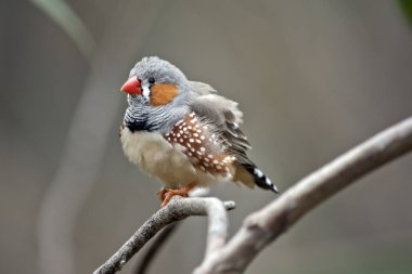 bir zebra finch ile yakın bu