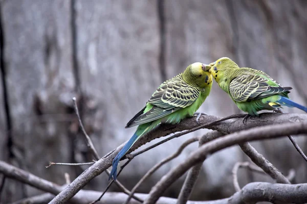 Parakeets Bir Bush Öpüşme — Stok fotoğraf